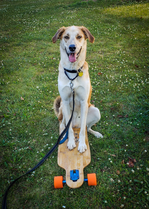aquestionablemutt:highlyinsignificant:He’s a longboard type a guyYay another skateboarding dog!