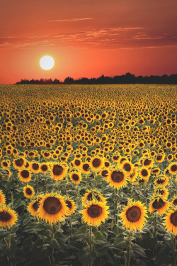 lsleofskye:Sunflower bed | kyrenian