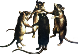 scumstains: Dance of the Rats oil on canvas by an unknown Flemish artist of the 17th century 