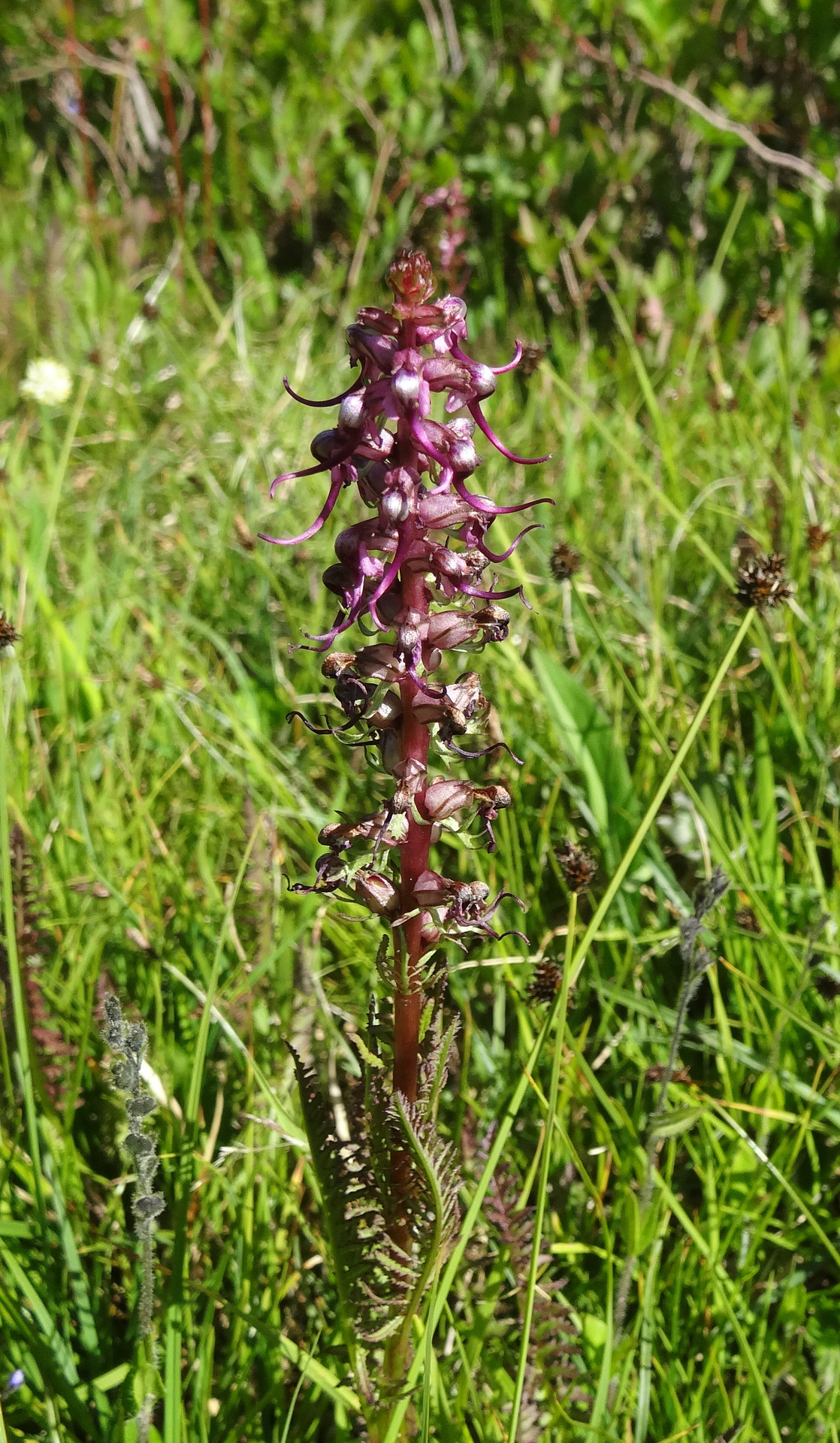 Elephant heads, Pedicularis groenlandica, are very unique in appearance, each flower looking a lot like a pink elephant head! Like most members of Orobanchaceae, they’re parasitic, obtaining nutrients from other plants with structures called...