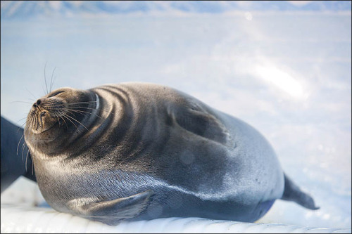 plasticnight: Baikal Seal - SourceI was just looking up stuff about Baikal seals and I think they&