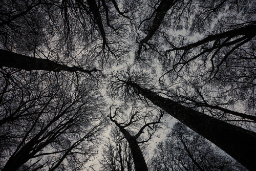 nubbsgalore:barren trees revealing fractal patterns in the forest canopy. photos by (click pic) albe