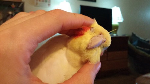 horatioandalice:  You know you’re doing scritches right when you get the bird yawns.
