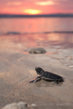 Earthandanimals:   Green Sea Turtle At Sunrise   Photo By Chris Johnson      