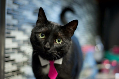 chariots-afire-cats:Some glamour shots of Marlena’s cat Sooty in the hot pink tie. Work, work. Pun i