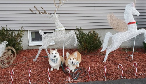The corgs are clearly feeling festive. (Head over to Machete&rsquo;s IG to catch up on this year&rsq