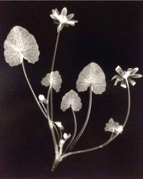 https://boingboing.net/2021/01/14/gorgeous-black-and-white-images-of-plants.html