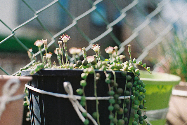 nmsxs:  20130427 by tane_aki on Flickr. 