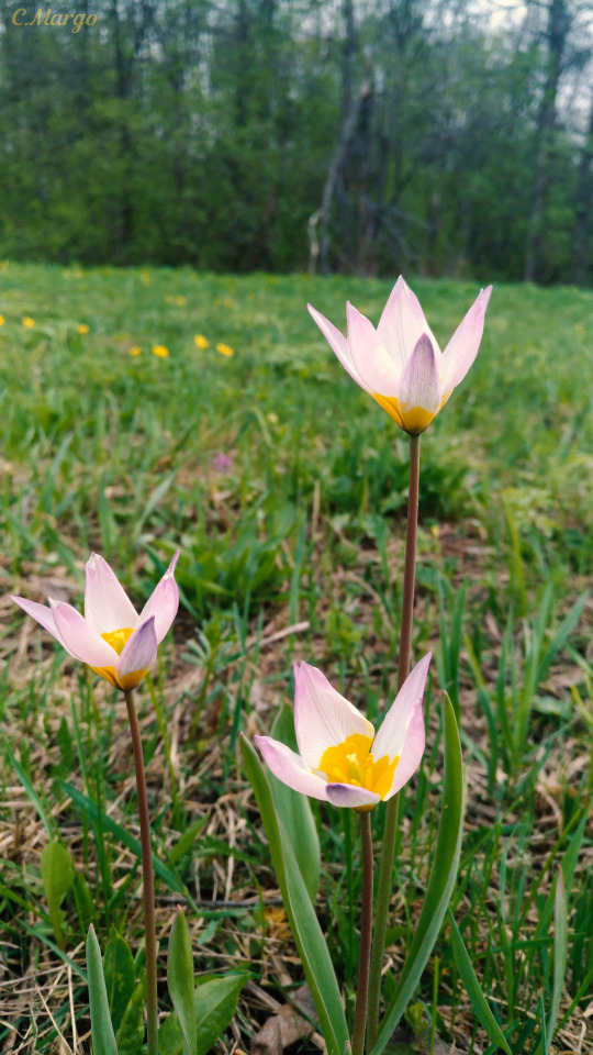 (. Tlipa Ptens), 10 . 24. The Tulipa Patens, Is Listed In 10 Regional Red Books Of The Russian Federation.