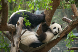 giantpandaphotos:  Bai Yun and her son Xiao