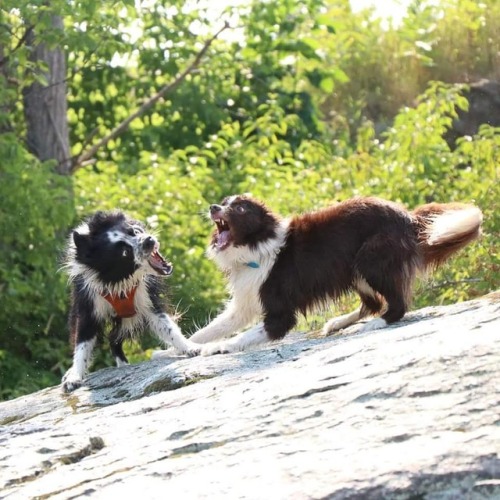 #ADK #dogsofinstagram #bordercollie #dogsthathike #hikingwithdogs #bordercolliesofinstagram #borderc