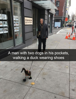 catsbeaversandducks: I have questions. Posted by u/IHaeTypos 