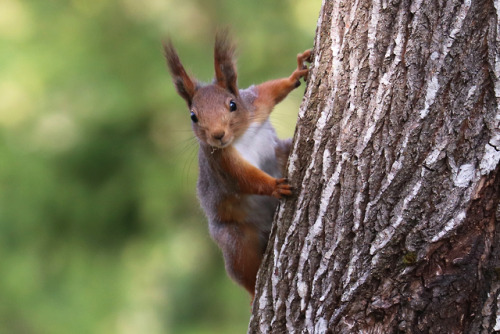 Red squirrel/ekorre.