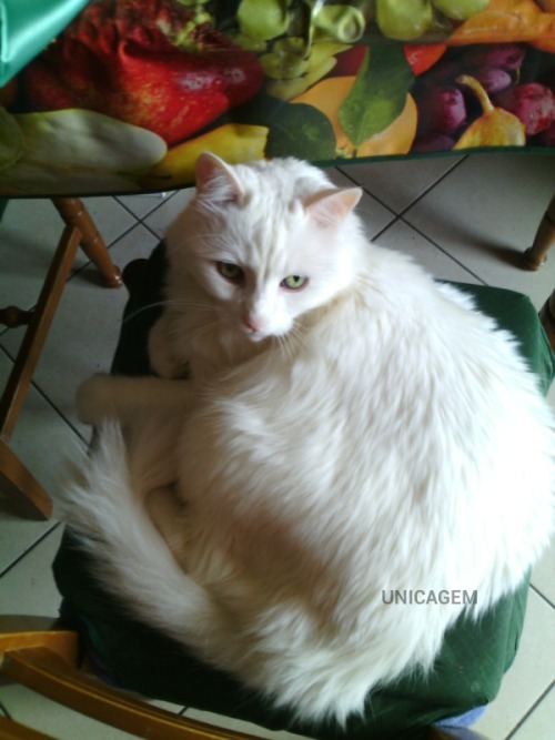 unicagem: Yesterday I was sewing and at first Briciola was very curious, then he sat on the chair an