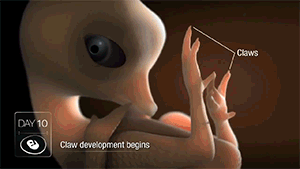 zerostatereflex:  Chicken Embryo Development in 21 Days This is amazing.    