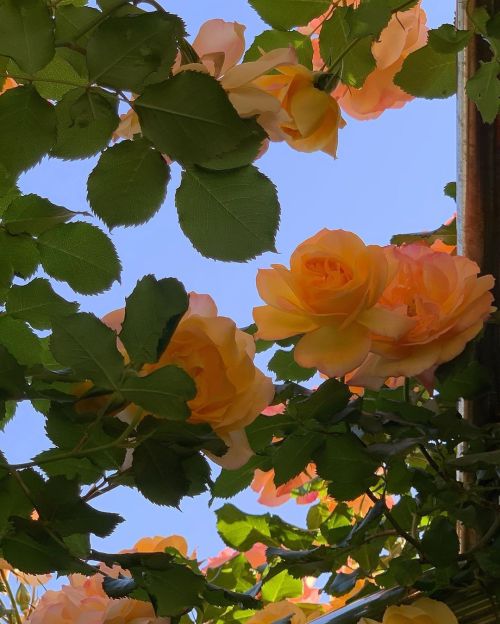 surrow:julieterbang:so_yin[Start ID: Three photos of yellow-orange rose bushes taken pointed towards
