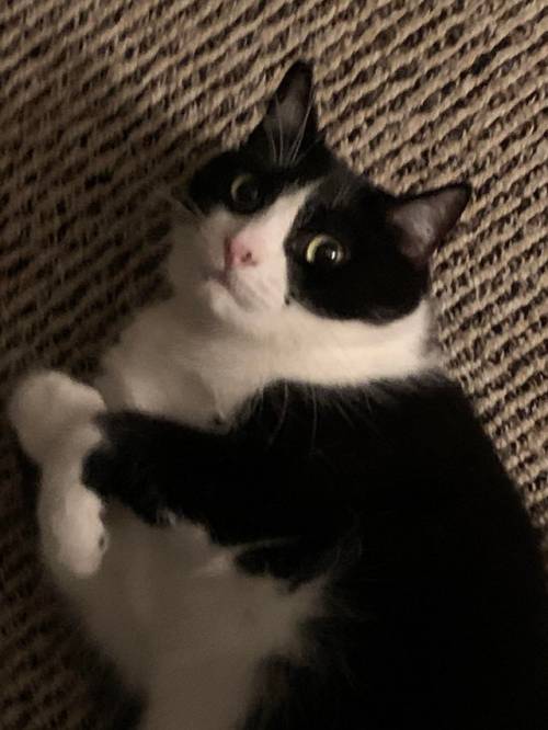 cutecatpics:Meet Guiness cause you all liked Romeo! Source: MadmanDaJew on catpictures.