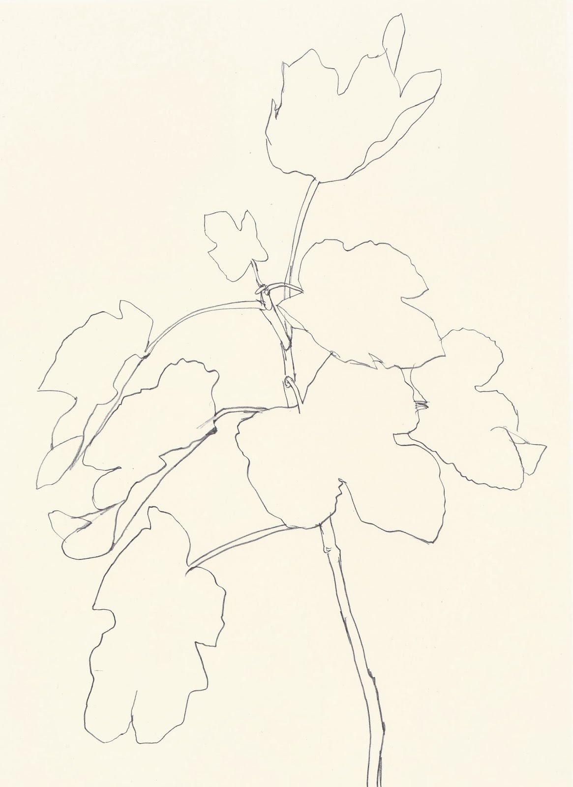 likeafieldmouse:  Ellsworth Kelly - Plant Drawings (1960-91) 1. Sweet Pea 2. Sunflower