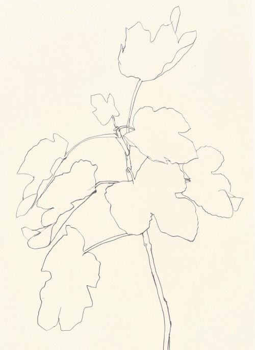likeafieldmouse:  Ellsworth Kelly - Plant Drawings (1960-91) 1. Sweet Pea 2. Sunflower 3. Magnolia 4. Fig 5. Tulip 6. Wild Grape 7. Last Lily 