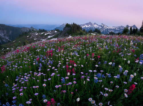 te5seract: Naches peak, Tipsoo wildflowers & Dance.. in silence by Protik Mohammad Hossain