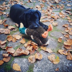 aww he hunted a duck