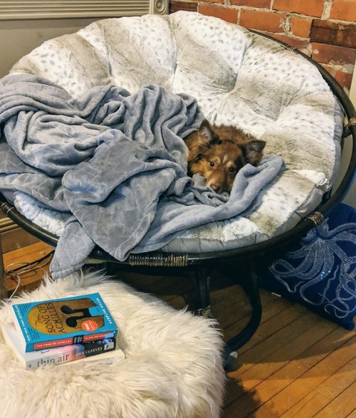 thelibrawrian:my reading nook? NO. her reading nook.