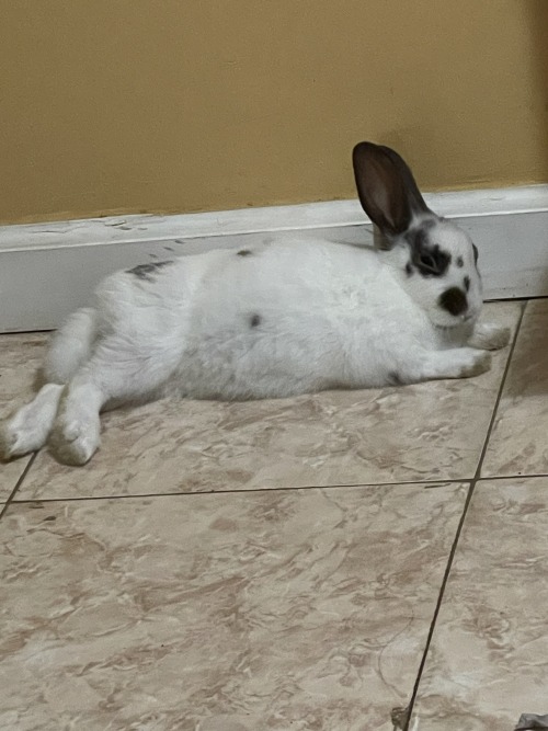 Can We Get More Oreo Content?? She Looks So Cute And Lazy