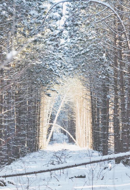 oneshotolive:  Dreamy light in the woods after some fresh snow—Harbor Springs, MI [1984x2893] - taken by Drew Kochanny - @drewkochanny 📷: ZeroTenenbaum 