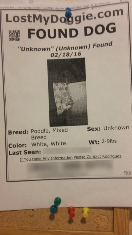 Somebody lost their unknown dog.