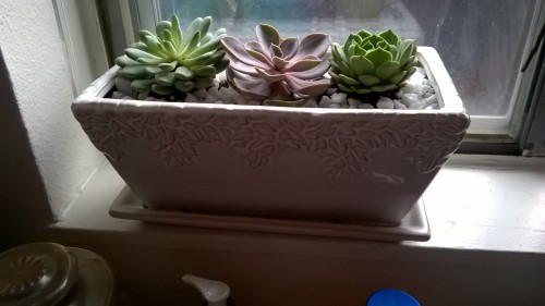 XXX My new succulents that I bought for my birthday photo