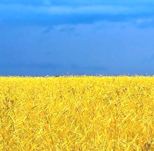 yourstrulymagickghost: The cornfield bright color In contrast to the blue sky is visually stunning