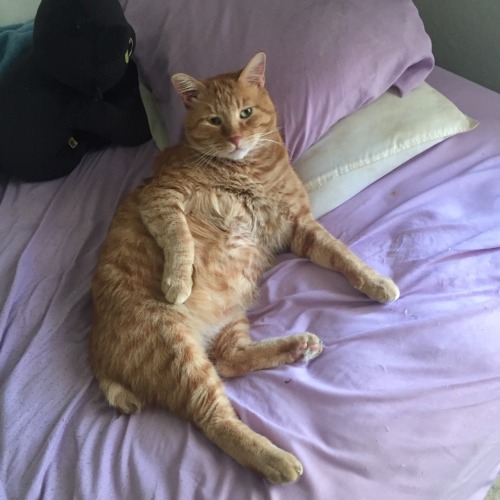 buntales:i dont deserve this cat honestly