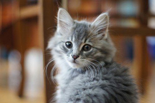 kittiesntitties.tumblr.com/post/121965444221/