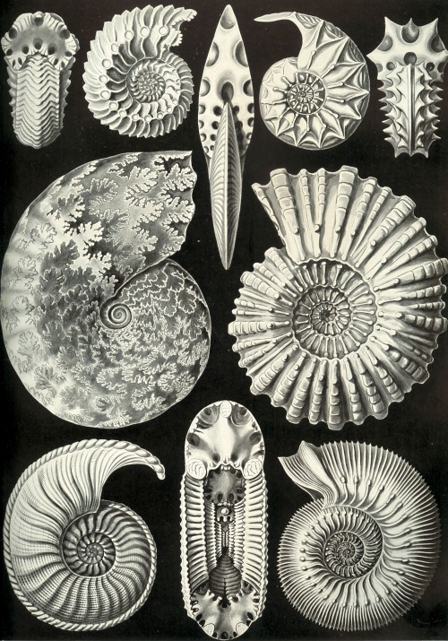 magictransistor:  Ernst Haeckel, Kunstformen der Natur (Art Forms of Nature), 1904.