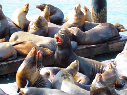 Could have watched all day. Sea lions @ Fisherman’s Wharf. #sanfrancisco #2012 #myphotos