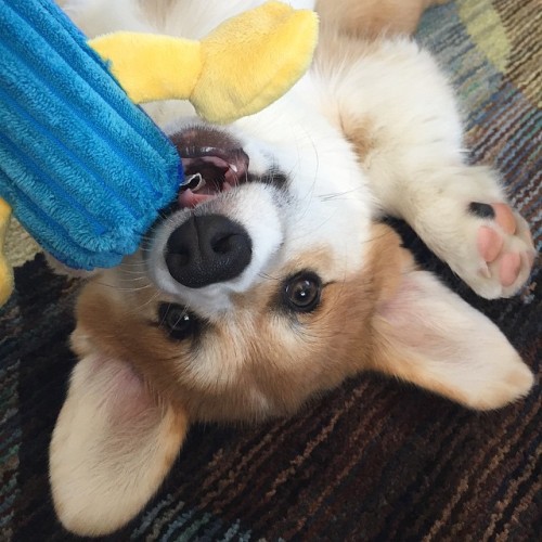 Say what? It’s Monday? But I’m not done playing from the weekend! #Drewbert #corgi #corg