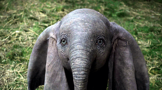 reese-witherspoon: Dumbo (2019) dir. Tim Burton