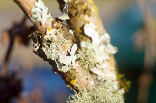 I bought some extension tubes to try to do some affordable #macro #photography! It’s pretty hard, es