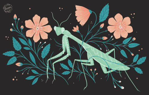 made-by-perrin:I love how fascinating and bizarre praying mantises look, like tiny, awkward aliens! 