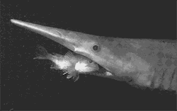 nevver:  Monsters of the Deep, The Goblin Shark 