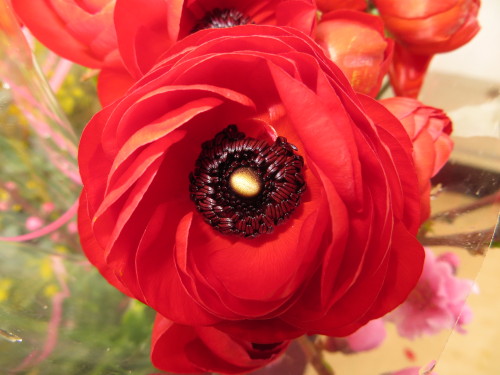 Red Ranunculus