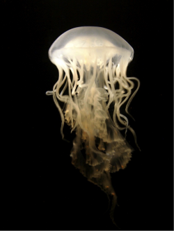 neaq:  Ouch. Atlantic sea nettles can pack