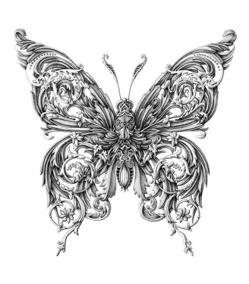 actegratuit: Renaissance-Style Insect Drawings by Alex Konahin 