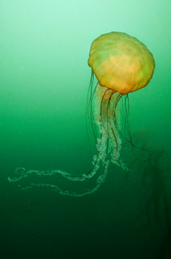 Thelovelyseas:    Pacific Sea Nettle - Monterey, California By  James Scott 