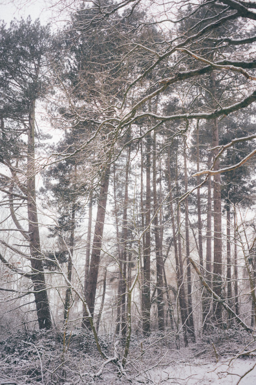 withwild: The Woods beckon… Merry Christmas to all