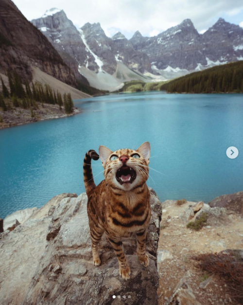 A rare sighting of the ferocious Canadian mountain lion (Source)