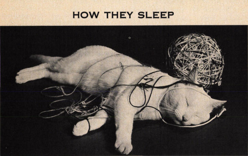 allcatsconstitutethesamefamily:From The Instructor, 1970.