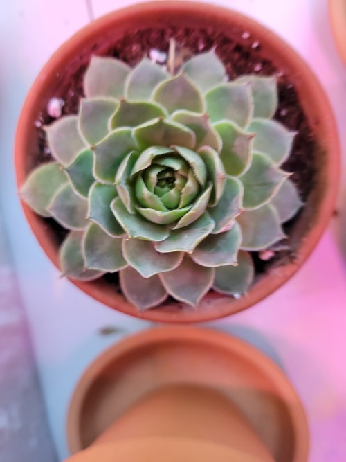 Sorry Everyone I Couldn't Get Around To Art Today, Personal Things So Here's Some Plants, I'll Be Back