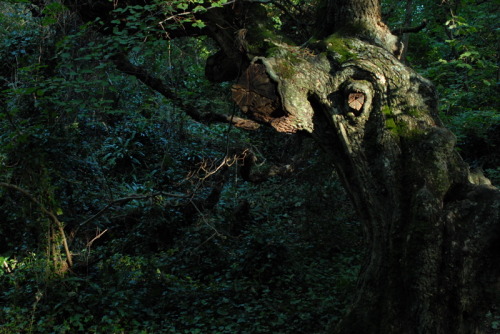 buron:Syd’s Opal Daydream (6)©buron - October ‘13
