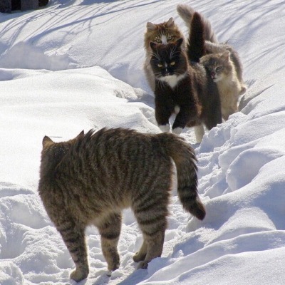 Sex happyheidi:Snow cats ⛄️(via) pictures